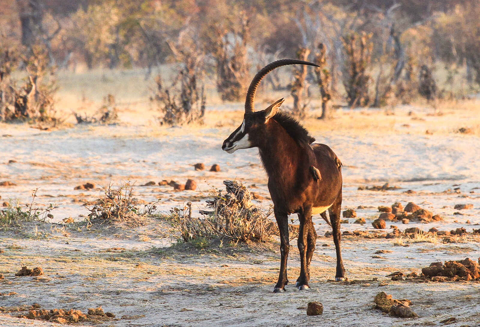 Nehimba Lodge: Säbelantilope Nehimba Lodge: Säbelantilope