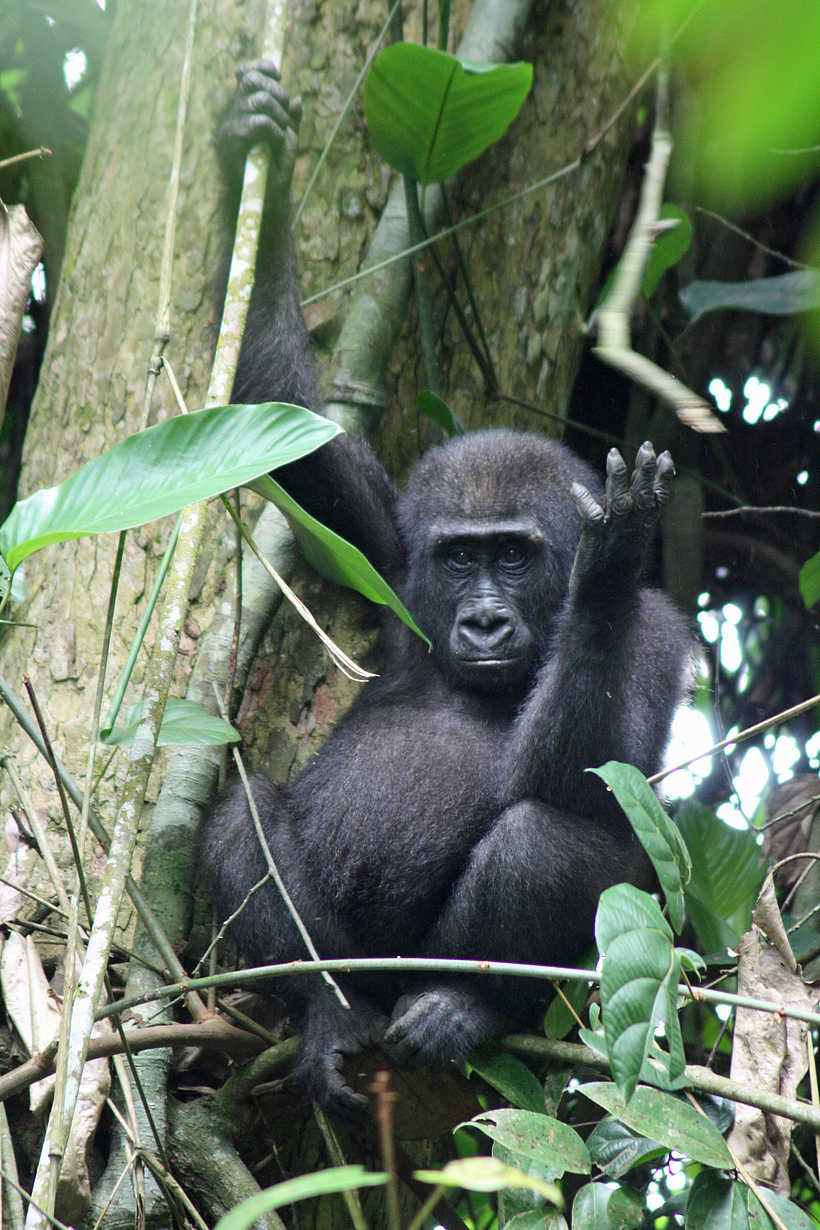Odzala Camps: Gorilla im Regenwald Odzala Camps: Gorilla im Regenwald