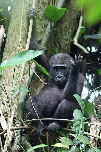Odzala Camps: Gorilla im Regenwald