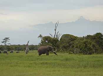 Ol Pejeta Bush Camp: Elefantenherde Ol Pejeta Bush Camp: Elefantenherde