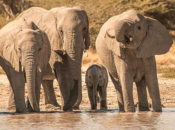 Rra Dinare Camp: Trinkende Elefanten