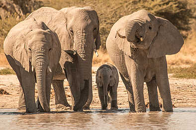 Rra Dinare Camp: Trinkende Elefanten