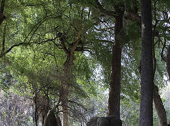 Ruckomechi Camp: Elefant neben Termitenhügel Ruckomechi Camp: Elefant neben Termitenhügel
