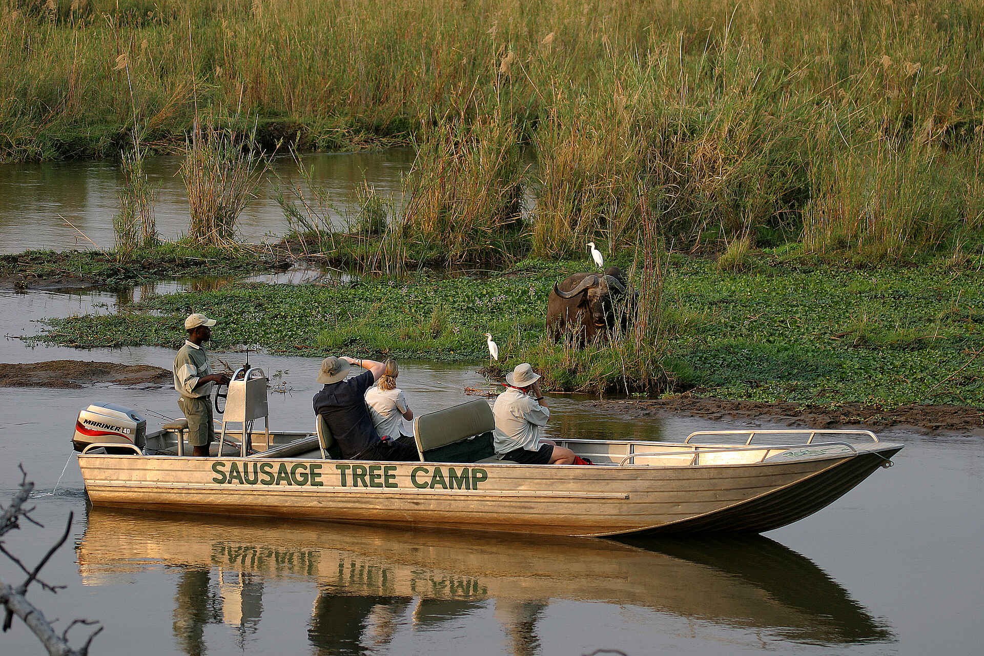 Sausage Tree Camp: Büffelbegegnung Kanusafari, Lower Zambezi National Park, Sambesi, Sandbank, Sausage Tree Camp, Walking Safari, Zambezi, Büffel, Cattle Egret, Motorboot, Zambezi Escarpment