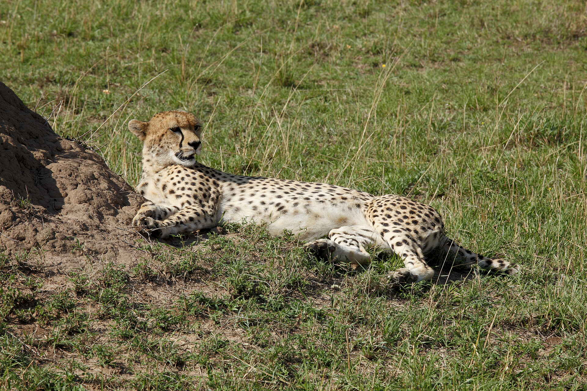bushtops serengeti, safari tansania, serengeti bushtops, serengeti bushtops camp, serengeti bushtops photos, serengeti migration, tansania safari, tanzania safari, gepard, großkatzen, safari, tiere