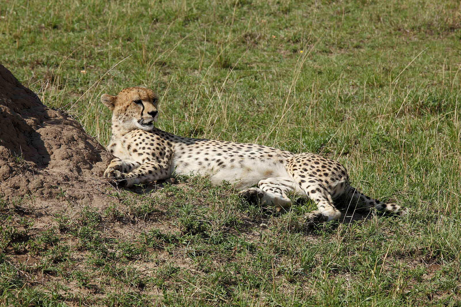 Serengeti Bushtops: Gepard in der Serengeti Serengeti Bushtops: Gepard in der Serengeti