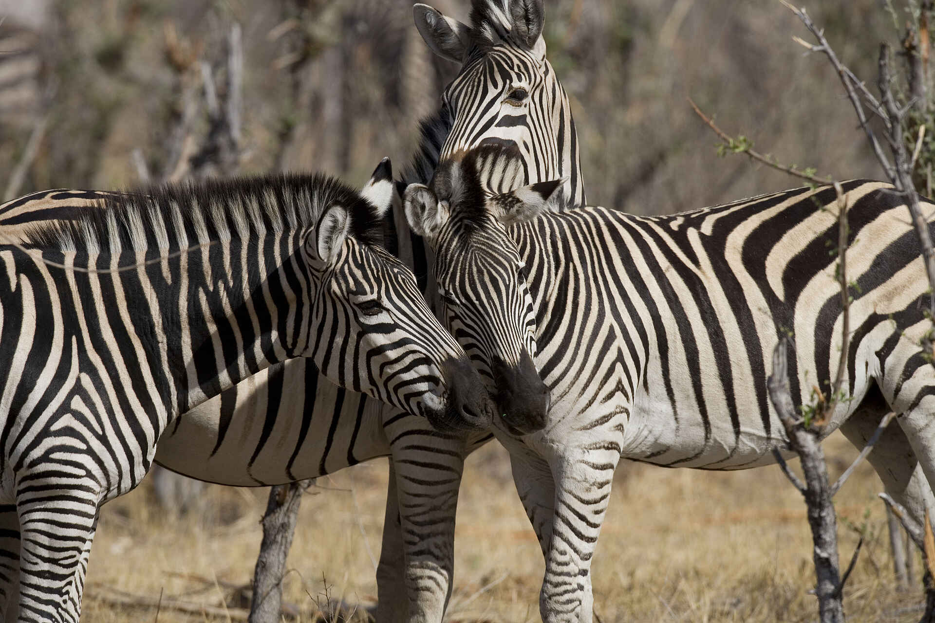 Hwange National Park, The Hide, Zebras, Preston Family