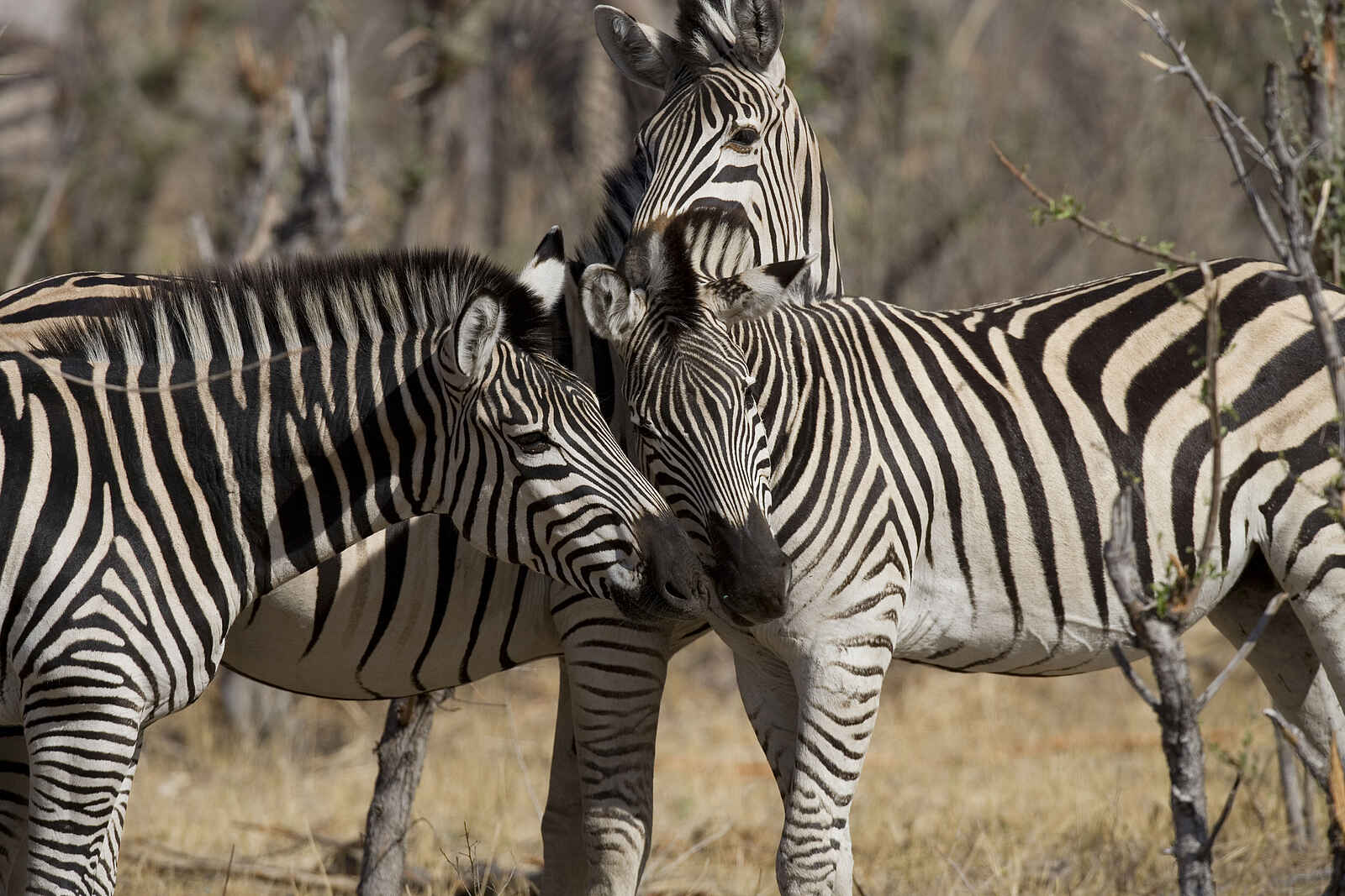 The Hide: Zebras The Hide: Zebras