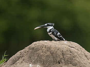 Akagera Game Lodge: Kingfisher mit Beute Akagera Game Lodge: Kingfisher mit Beute