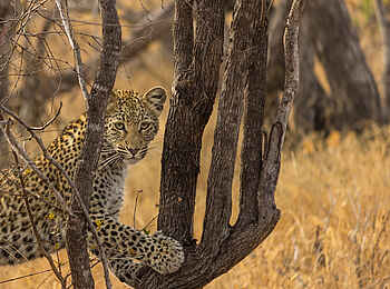 Cheetah Plains: Junger Leopard Cheetah Plains: Junger Leopard