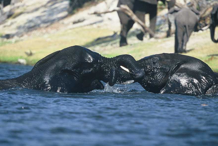 Desert & Delta Safaris: Elefanten beim Bad Desert & Delta Safaris: Elefanten beim Bad