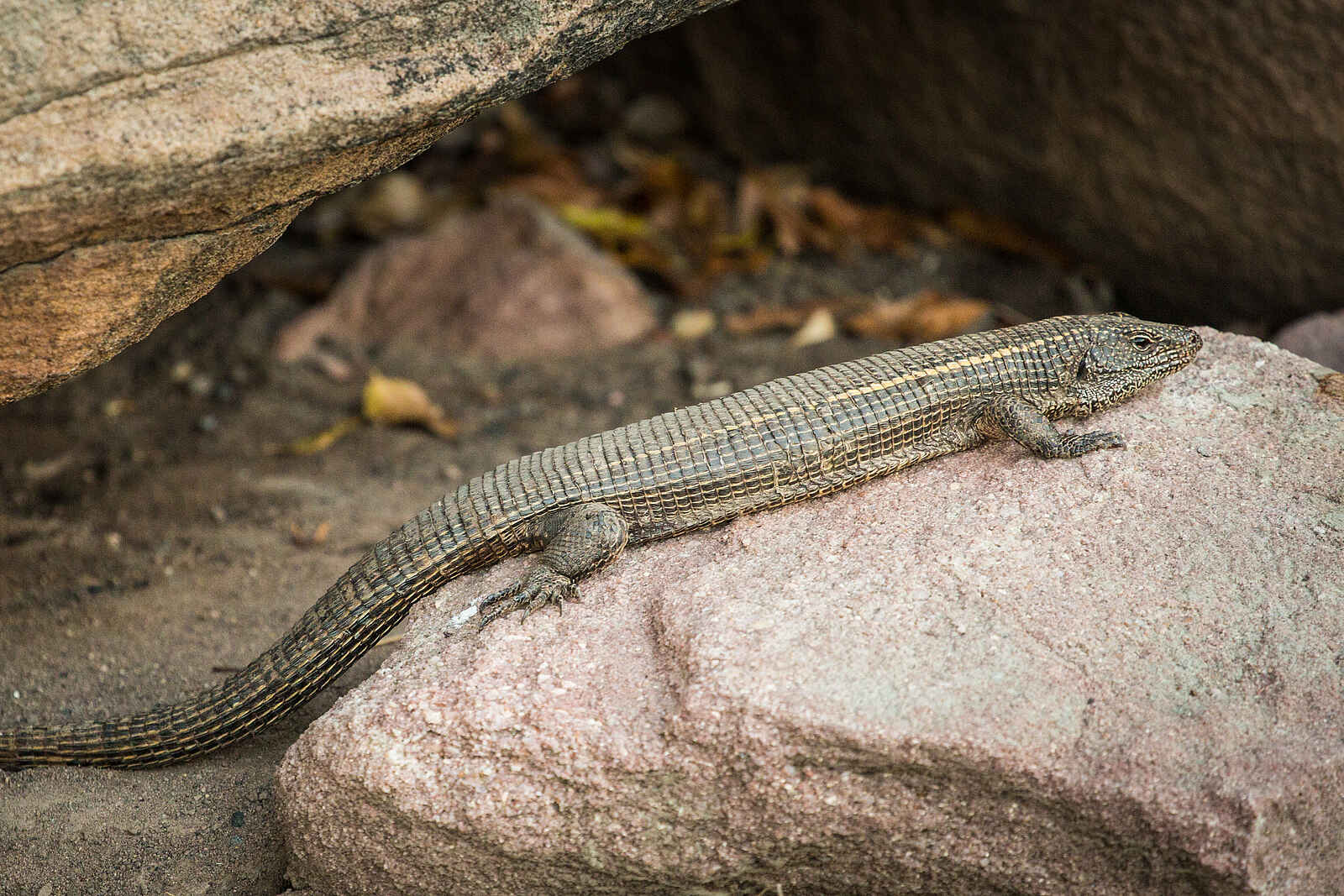 Deteema Springs Camp: Skink Deteema Springs Camp: Skink