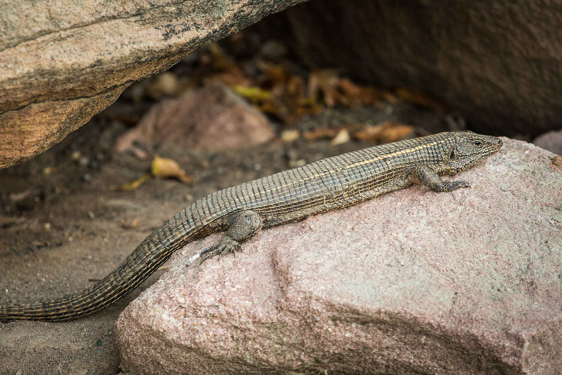 Afrikarma, Afrikarma Safaris, Afrikarma Safaris - Wildnis. Hautnah., Afrikarma.de, Deteema Springs Camp, Felsen, Skink