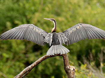 Founders Lodge by Mantis: African Darter Founders Lodge by Mantis: African Darter