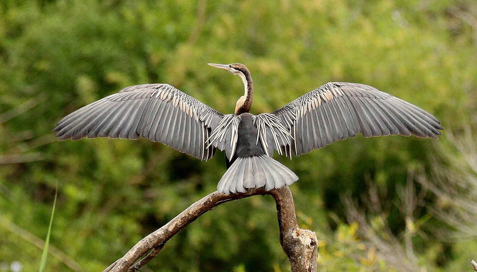 Founders Lodge by Mantis: African Darter Founders Lodge by Mantis: African Darter