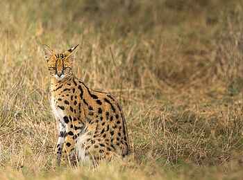 Namiri Plains Camp: Serval
