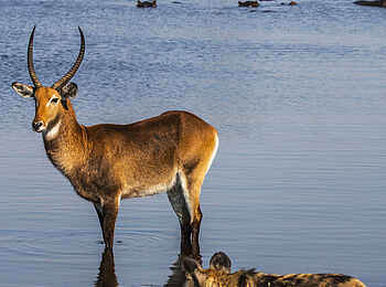 Selinda Camp: Afrikanischer Wildhund am Flussufer mit Wasserbock