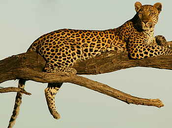 Selinda Camp: Leopard auf einem Baumstamm