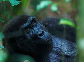 Sette Cama Eco Camp: Gorilla