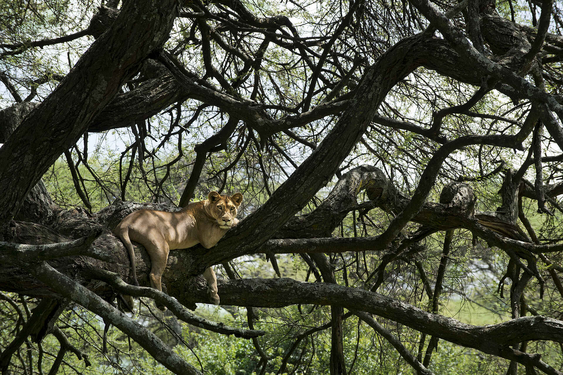 andBeyond Lake Manyara Tree Lodge: Löwe