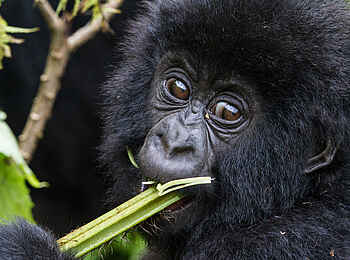 Bisate Lodge: Große Gorillaaugen Bisate Lodge: Große Gorillaaugen