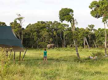 Elephant Pepper Camp: Elefant vor dem Camp Elephant Pepper Camp: Elefant vor dem Camp