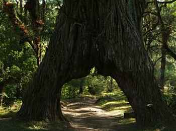 Hatari Lodge: Großer Baum mit Durchgang