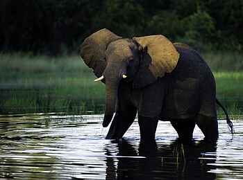 Jacana Camp: Watender Elefant Jacana Camp: Watender Elefant