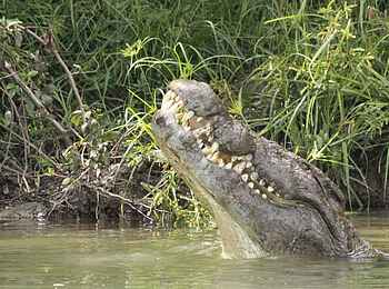 KaingU Safari Lodge: Krokodilsrachen