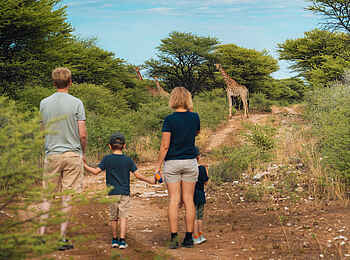 Kambaku Safari Lodge: Giraffen auf Wandersafari entdecken