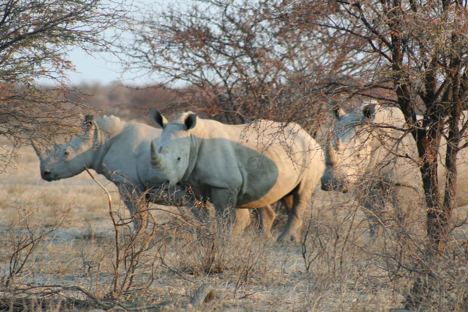 Khama Rhino Sanctuary: Nashörner Khama Rhino Sanctuary: Nashörner