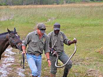 Kujwana Camp: Ranger mit Schlange