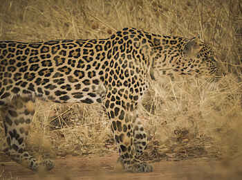 Kwihala Camp: Leopard auf der Pirsch