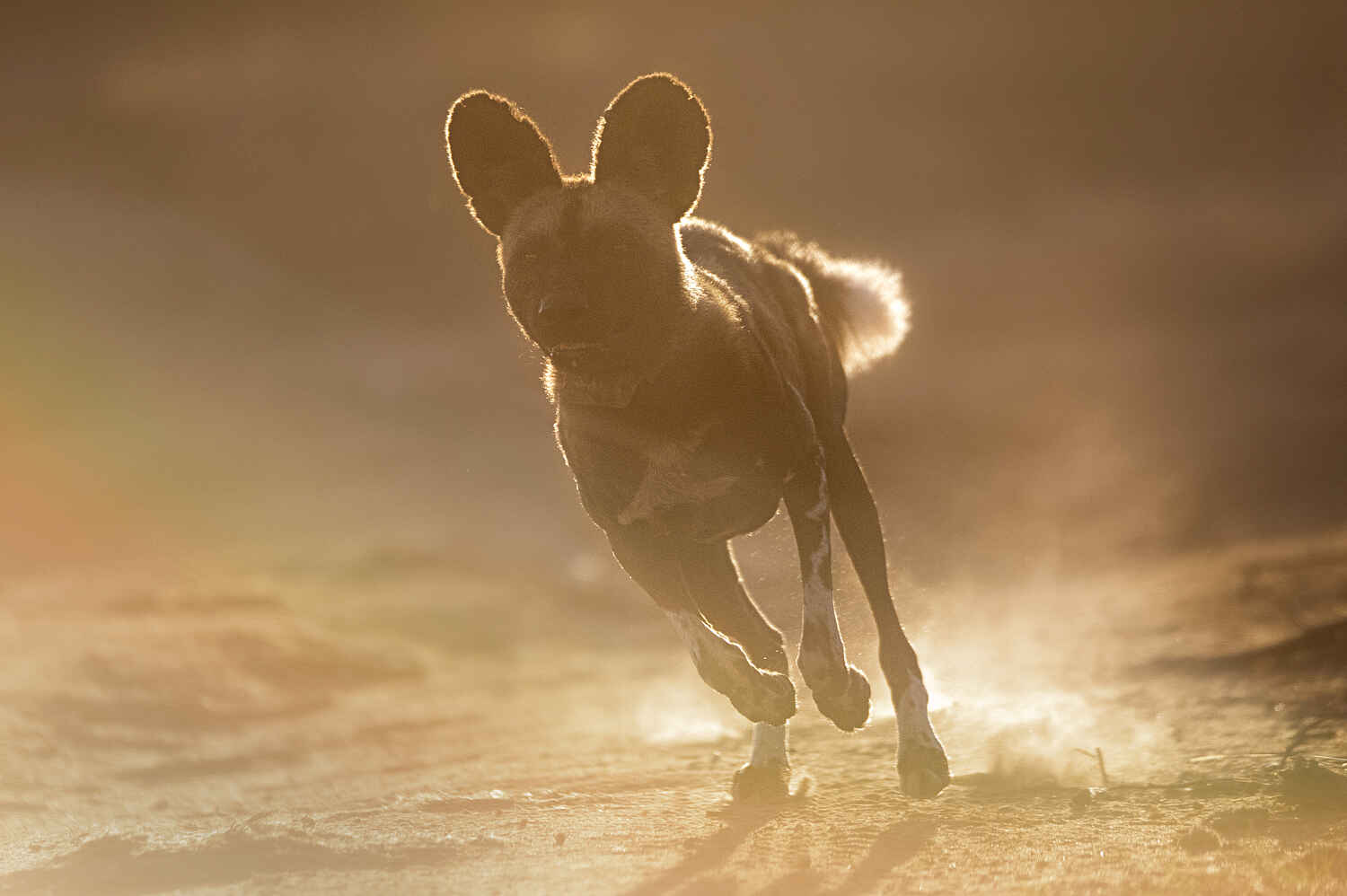 Laikipia Wilderness Palm Camp: Wildhund