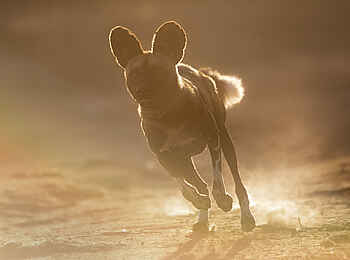 Laikipia Wilderness Palm Camp: Wildhund Laikipia Wilderness Palm Camp: Wildhund