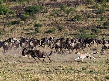Mahali Mzuri: Gepard auf Gnujagd