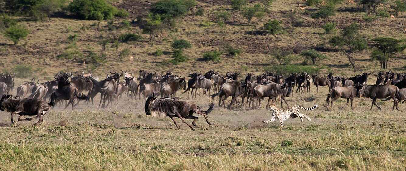 Mahali Mzuri: Gepard auf Gnujagd Mahali Mzuri: Gepard auf Gnujagd