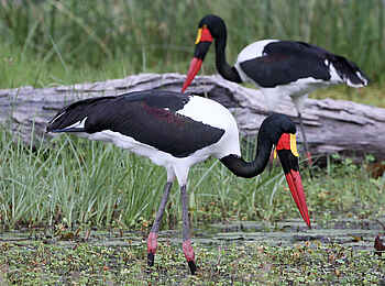 Mankwe Tented Retreat: Sattelstörche Mankwe Tented Retreat: Sattelstörche