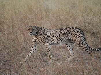 Manyara Ranch: Gepard Manyara Ranch: Gepard