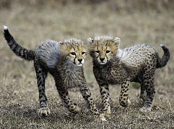 Mara Plains Camp: Junge Geparden Mara Plains Camp: Junge Geparden