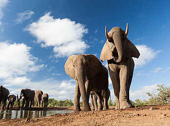 Mashatu Euphorbia Villas: Elefanten