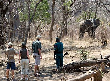 Mkulumadzi Lodge: Elefantenbegegnung