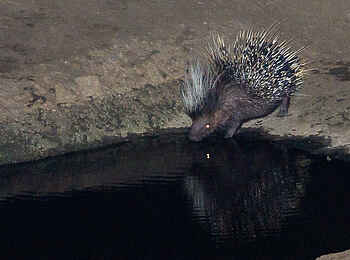 Mkulumadzi Lodge: Stachelschwein