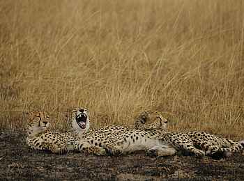 Mukambi Fig Tree Bush Camp: Drei Geparden