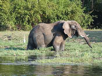Mukambi Safari Lodge: Elefant im Wasser Mukambi Safari Lodge: Elefant im Wasser