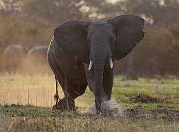 Mukambi Safari Lodge: Elefantenbulle Mukambi Safari Lodge: Elefantenbulle