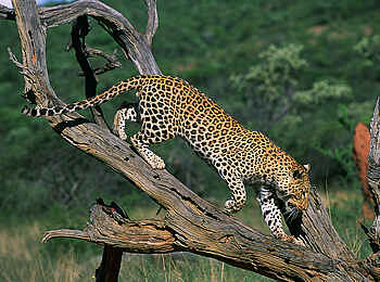 Okonjima Plains Camp: Okonjima-Leopard Okonjima Plains Camp: Okonjima-Leopard