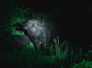 Ole Serai Luxury Camp - Moru Kopjes: Büffel in der Nacht Ole Serai Luxury Camp - Moru Kopjes: Büffel in der Nacht