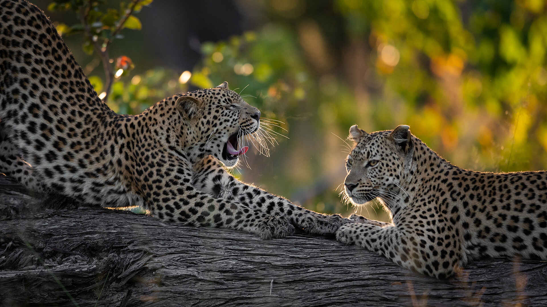 Sable Alley Camp: Leoparden im Baum Sable Alley Camp: Leoparden im Baum