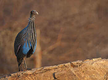 Saruni Samburu: Perlhuhn